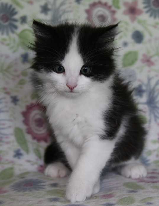 Sibirisk katt Gliese