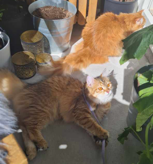 Sibirisk katt Ukkoc o Florentina
