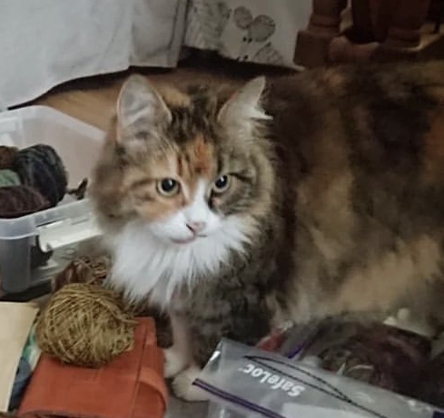 Sibirisk katt Ioata Arae