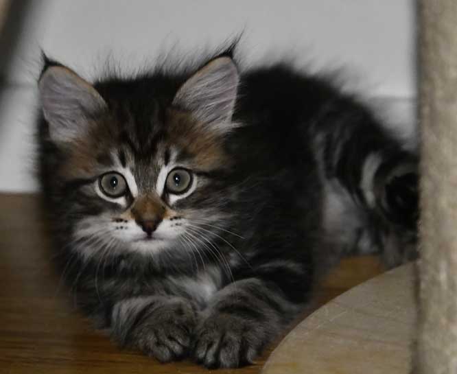 Sibirisk kattunge Gaby