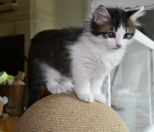 Sibirisk kattunge Garlena