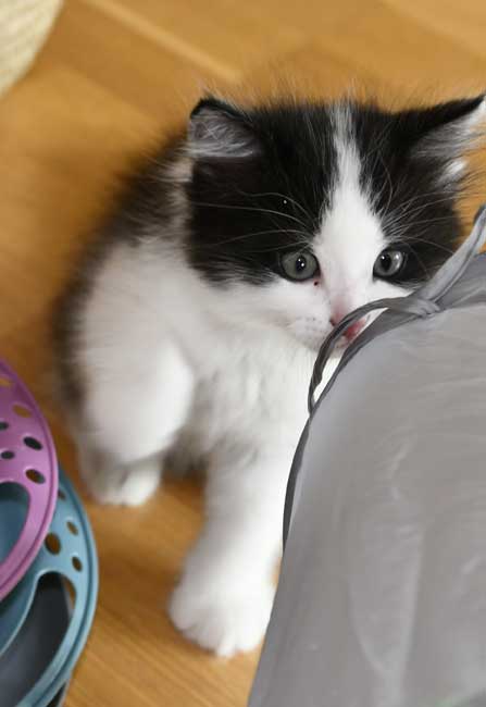 sibirisk kattunge Gliese