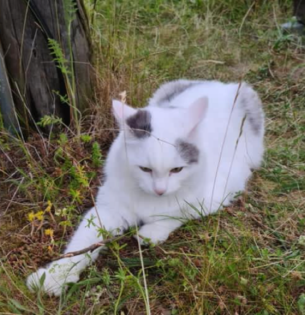 Sibirisk katt Mars