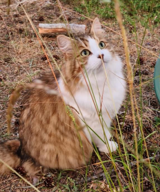 Sibirisk katt Valina