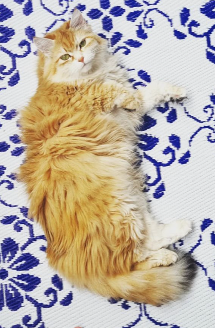 Sibirisk katt Marilyn
