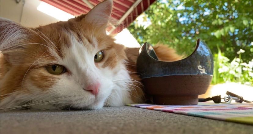 Sibirisk katt Pollux