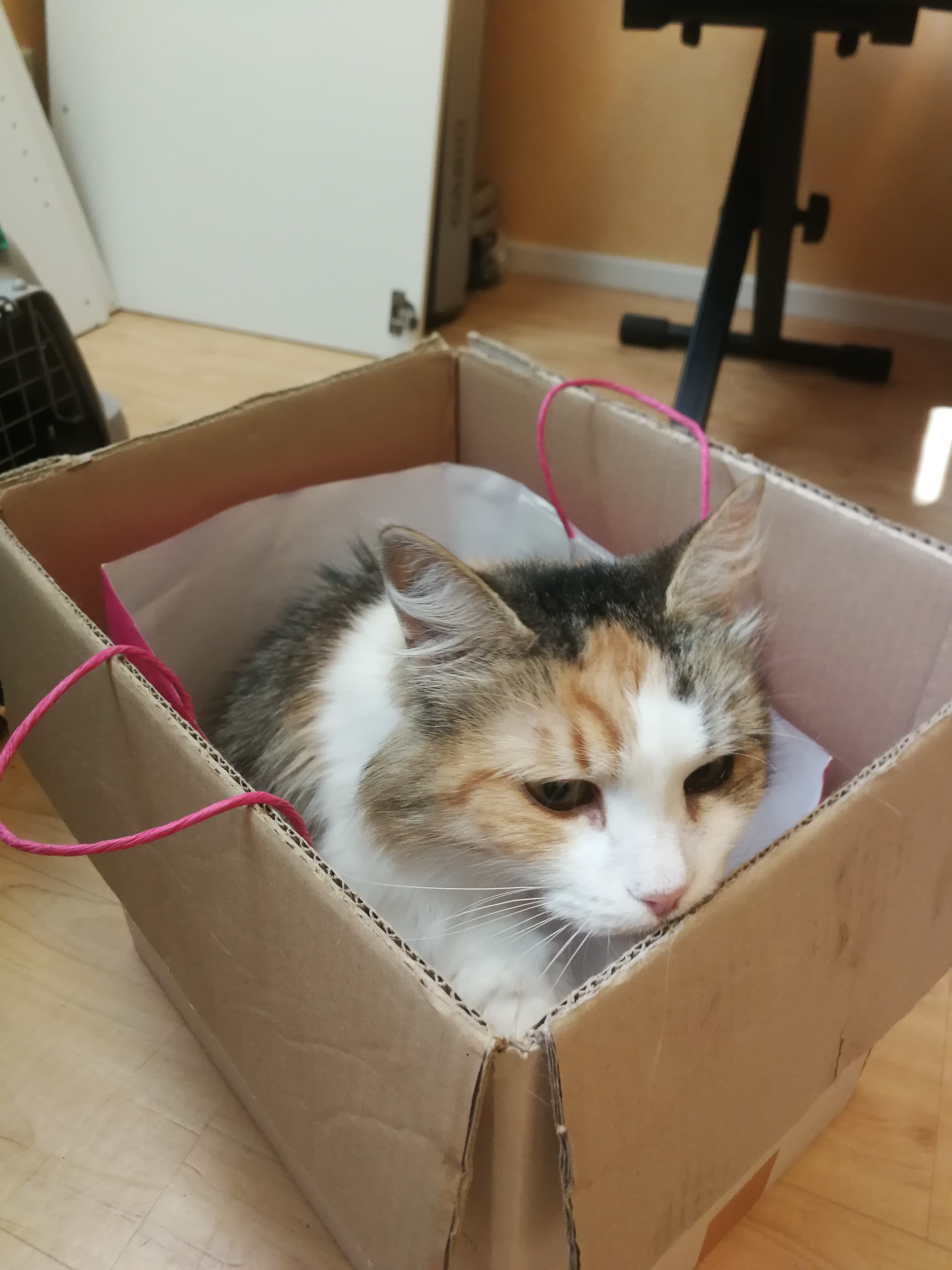 Sibirisk katt Colbie