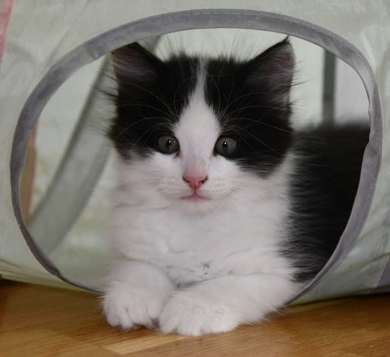Sibirisk katt Gliese
