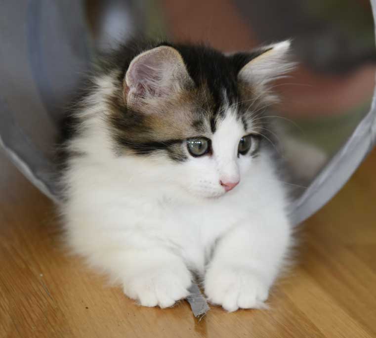 Sibirisk katt Garlena