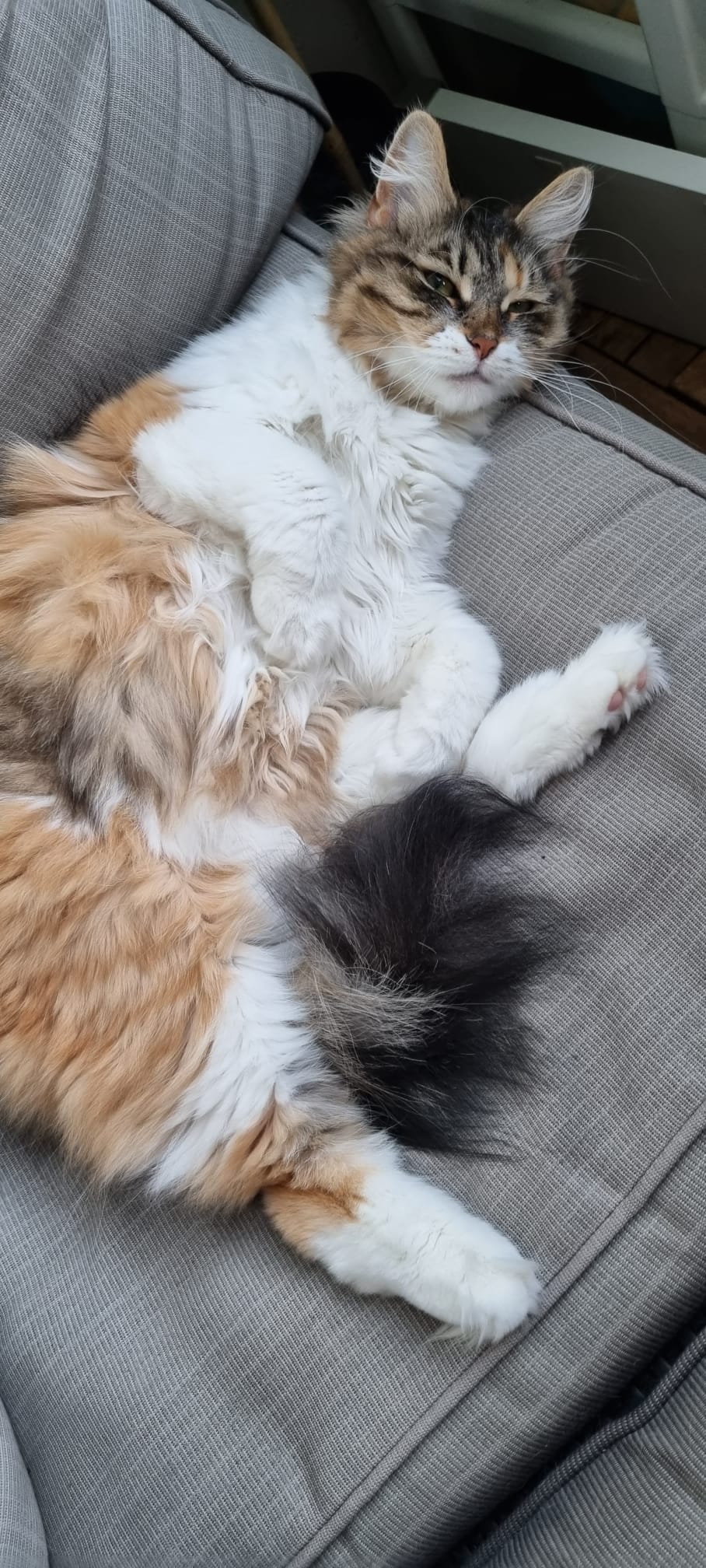 Sibirisk katt Xainza