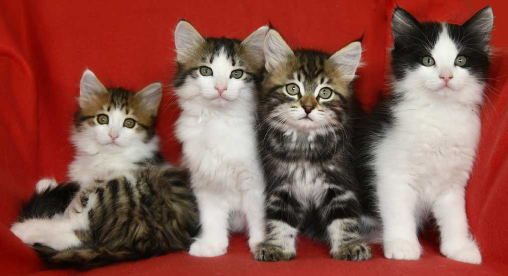 Sibirisk kattungar G3-kull
