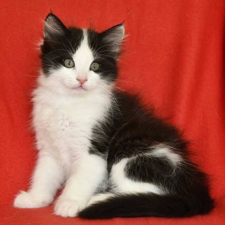Sibirisk kattunge Glliese
