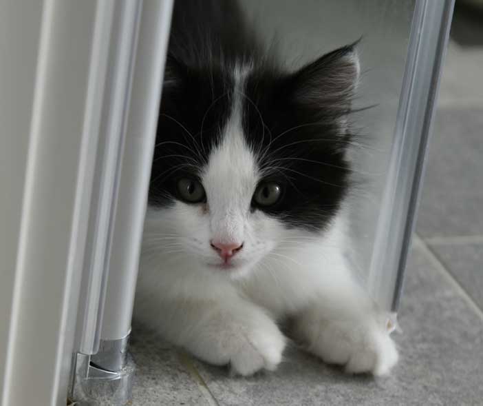 Sibirisk kattunge Gliese