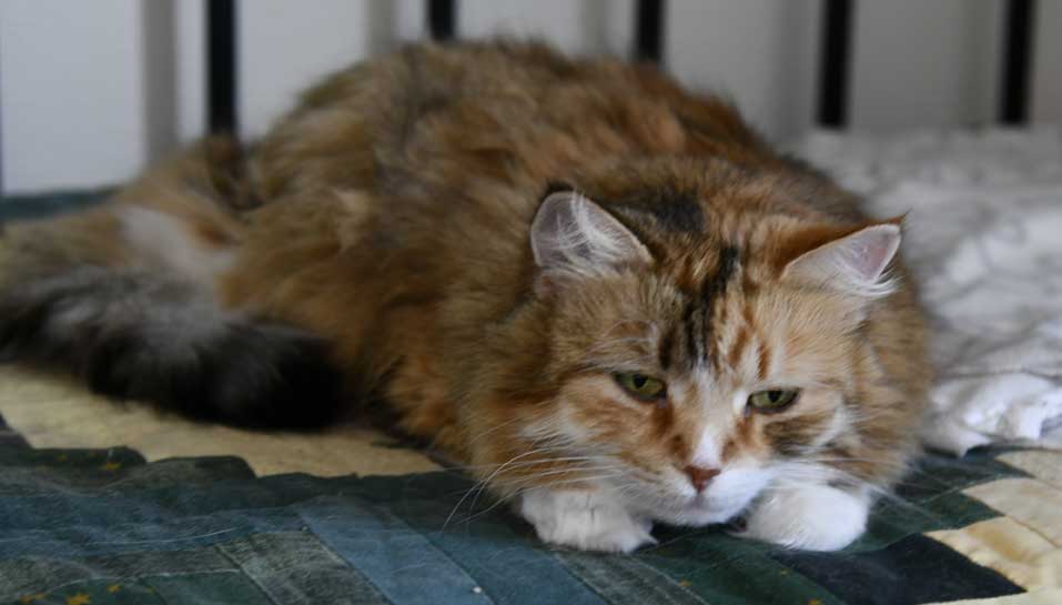 Sibirisk katt Dani