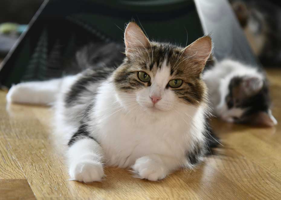 Sibirisk kattunge Vickie