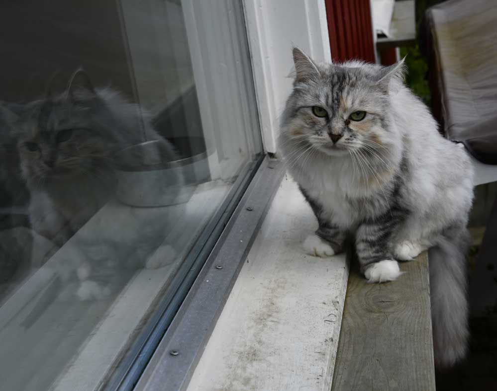 Sibirisk katt Zinnie
