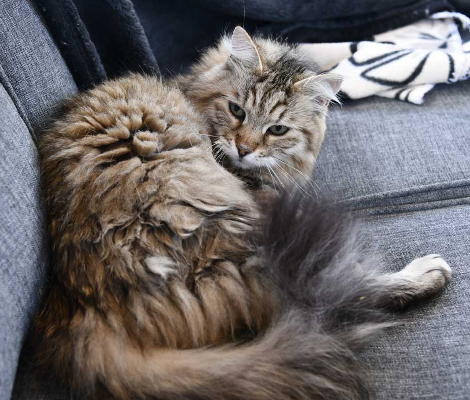 Sibirisk katt Gabbie