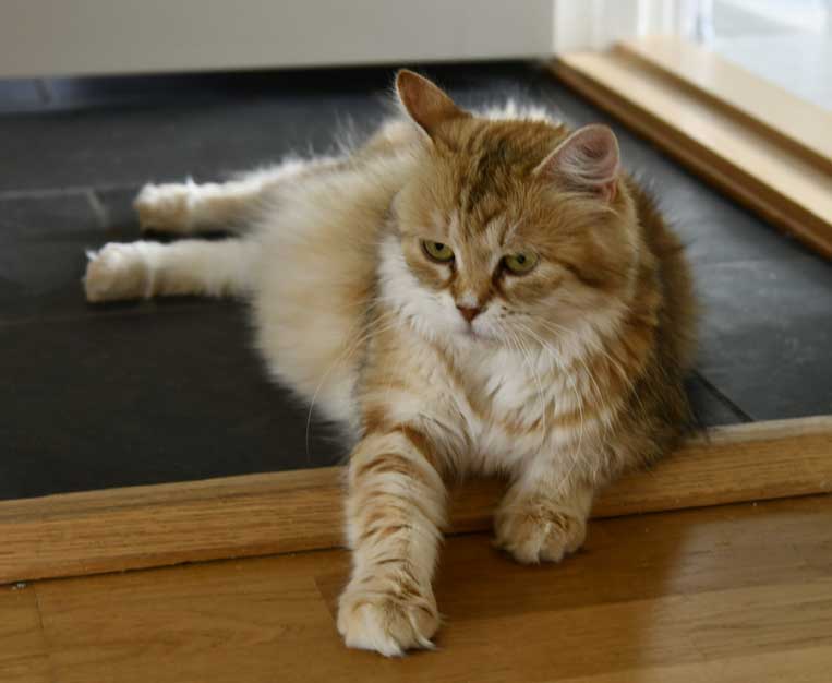 Sibirisk katt Uni