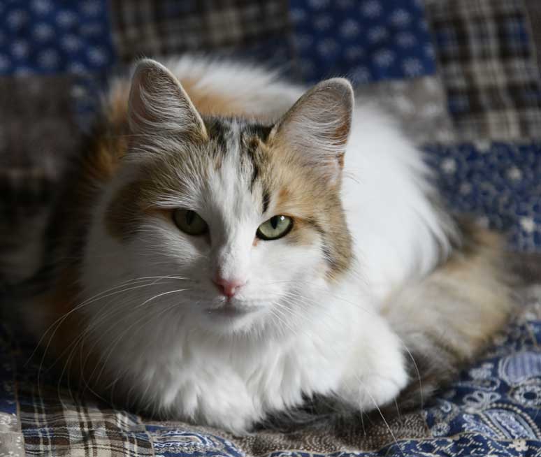 Sibirisk katt Tracie