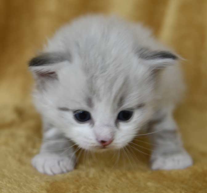 Sibirisk kattunge Hermann