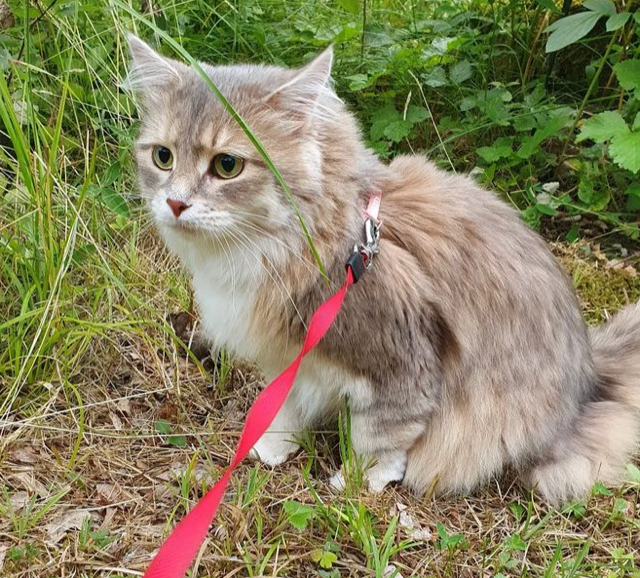 Sibirisk katt Utopia