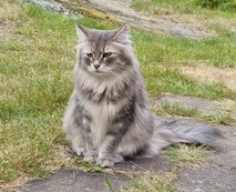 Sibirisk katt Yambika