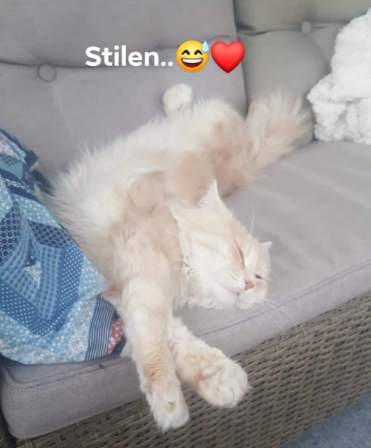 Sibirisk katt Yezo