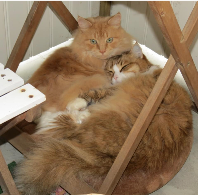 Sibirisk katt Hercules o Galileo