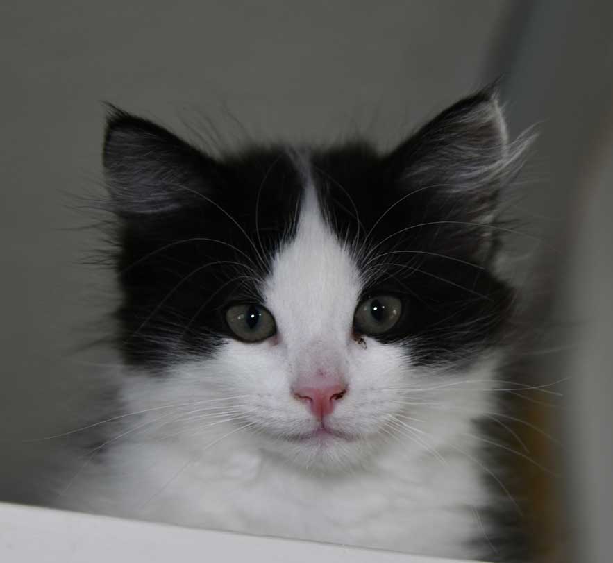Sibirisk kattunge Gliese