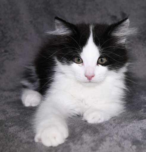 Sibirisk kattunge Gliese