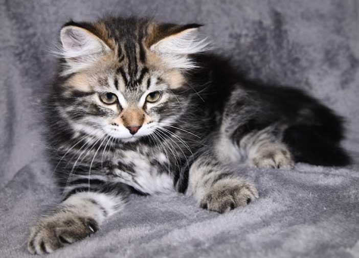 Sibirisk kattunge Gliese