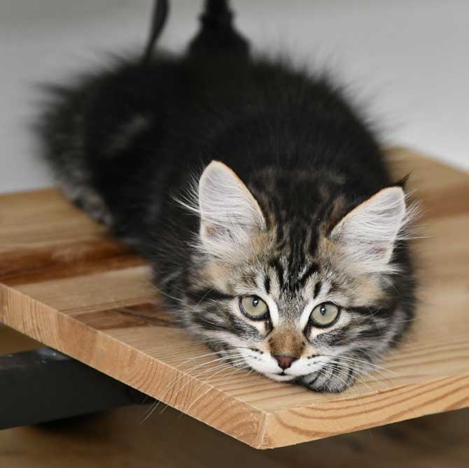 Sibirisk kattunge Gaby