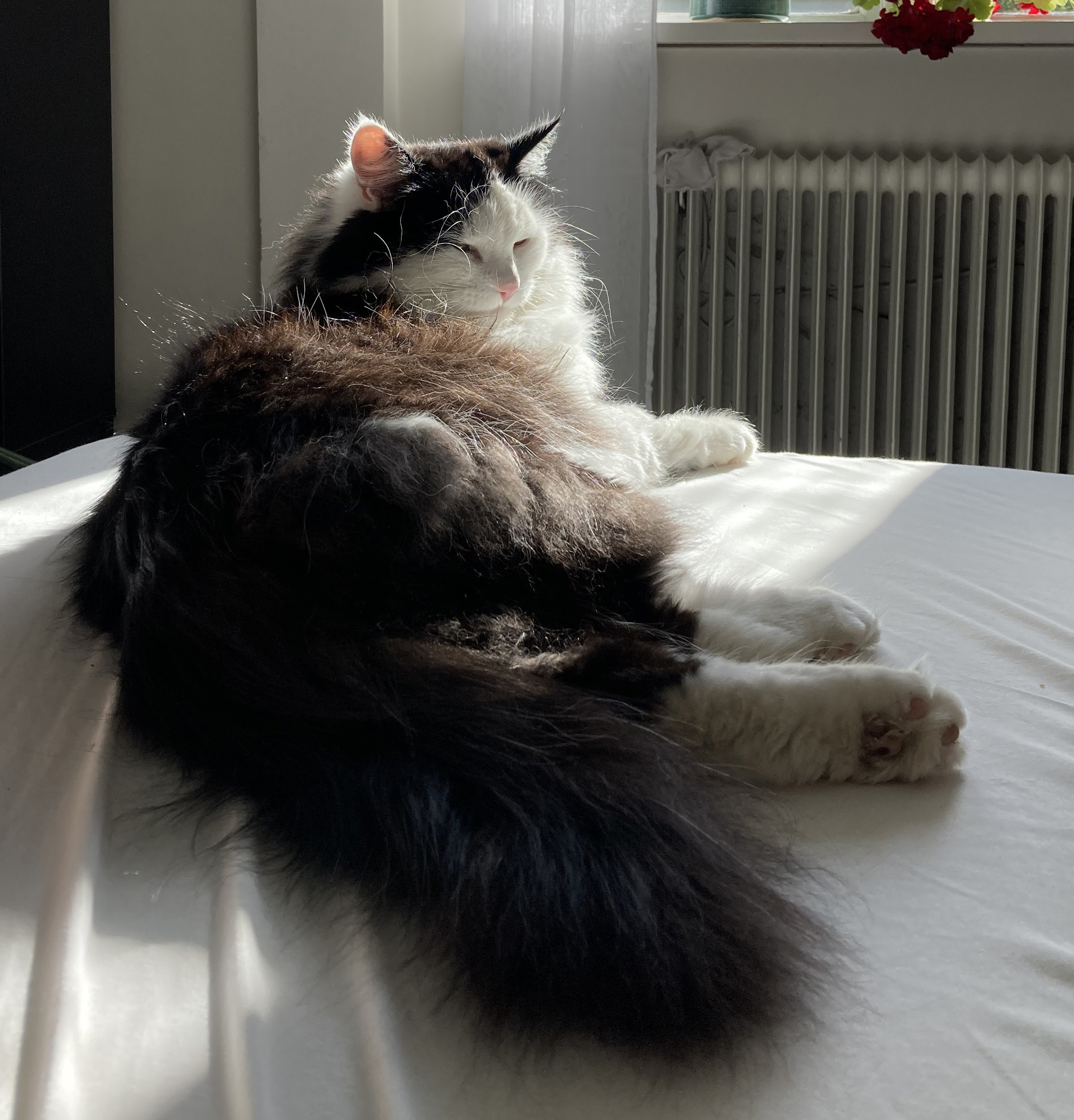 Sibirisk katt Yale