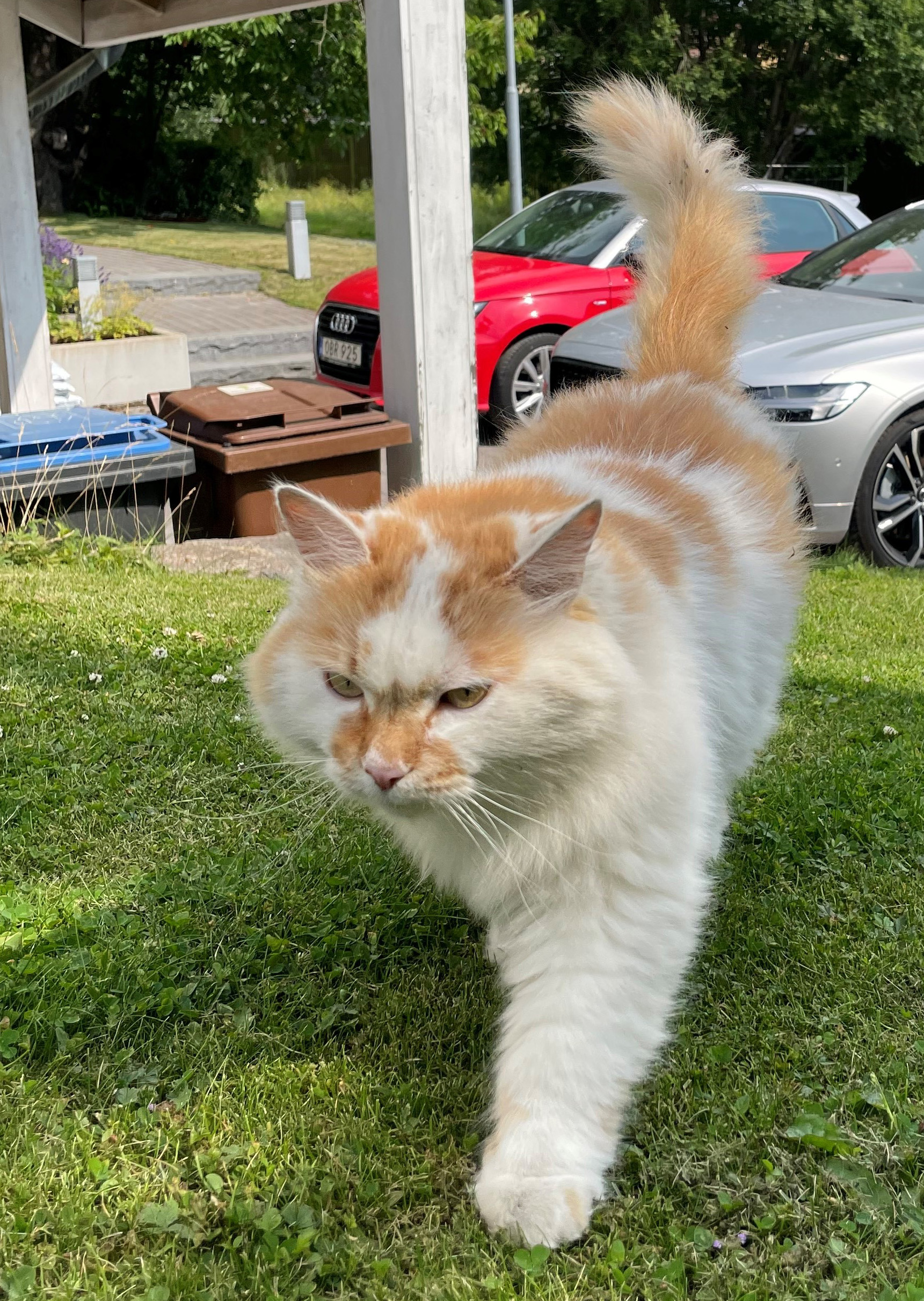 Sibirisk katt Yorii