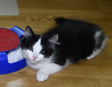 Sibirisk kattunge Gliese