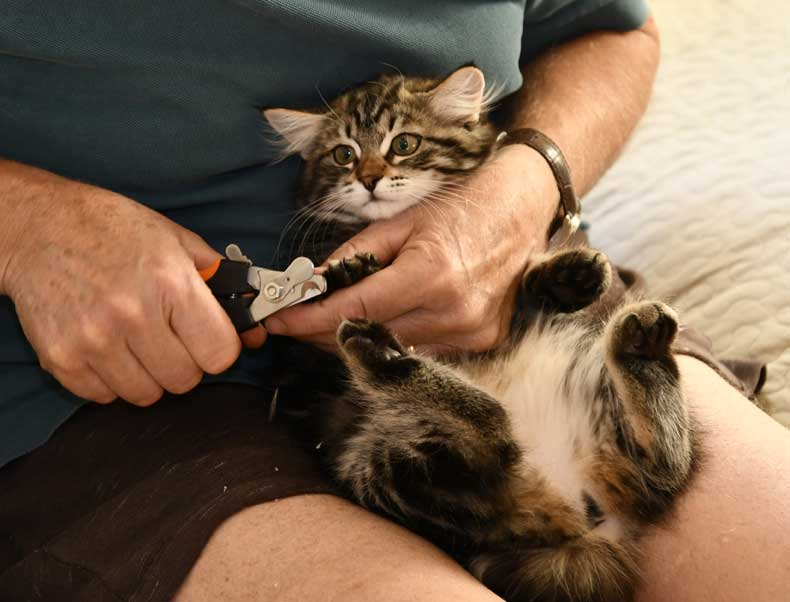 Sibirisk kattunge Gaby