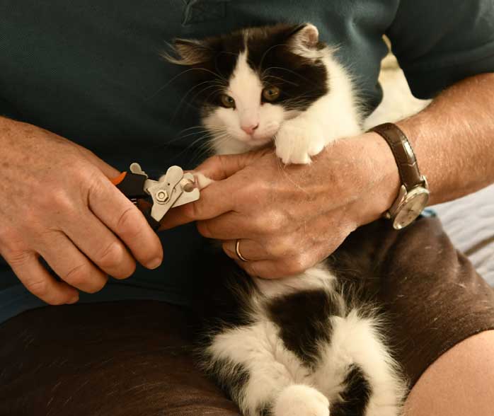 Sibirisk kattunge Gliese