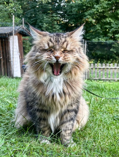 Sibirisk katt Lucifer