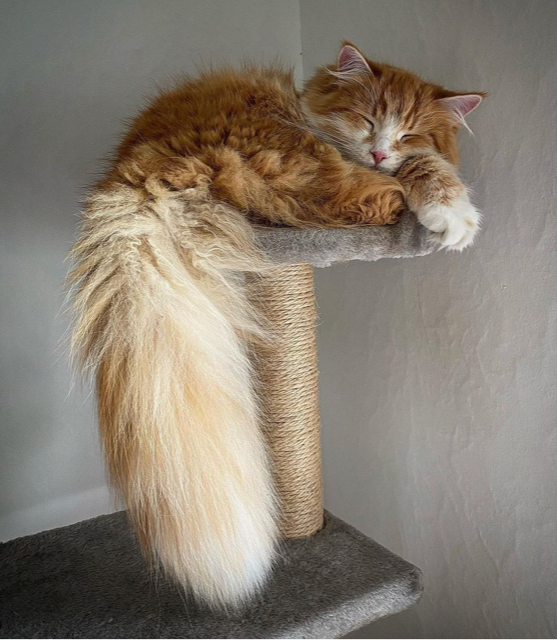 Sibirisk kattunge Flynn