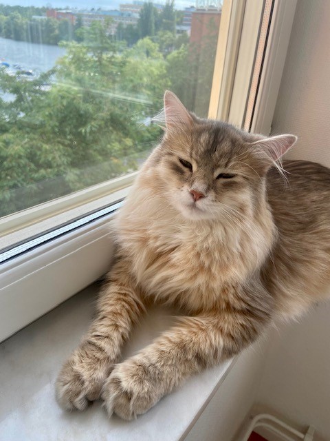 Sibirisk katt Beemim