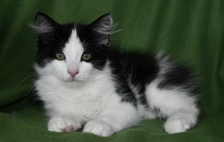 Sibirisk kattunge Gliese