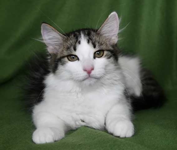 Sibirisk kattunge Gliese