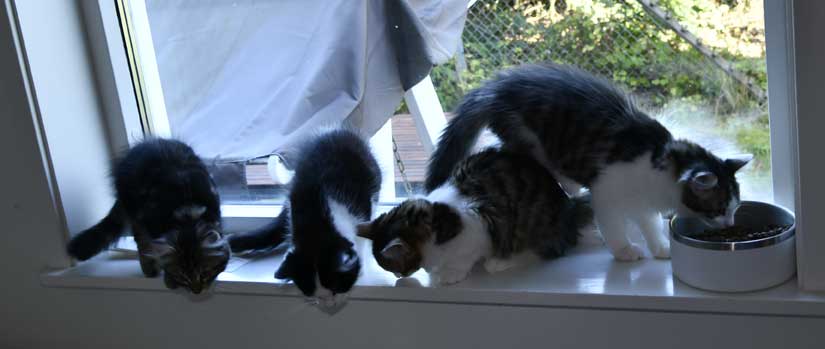 Sibirisk kattunge G3-kull