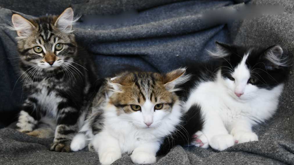 Sibirisk kattungar G3-kull