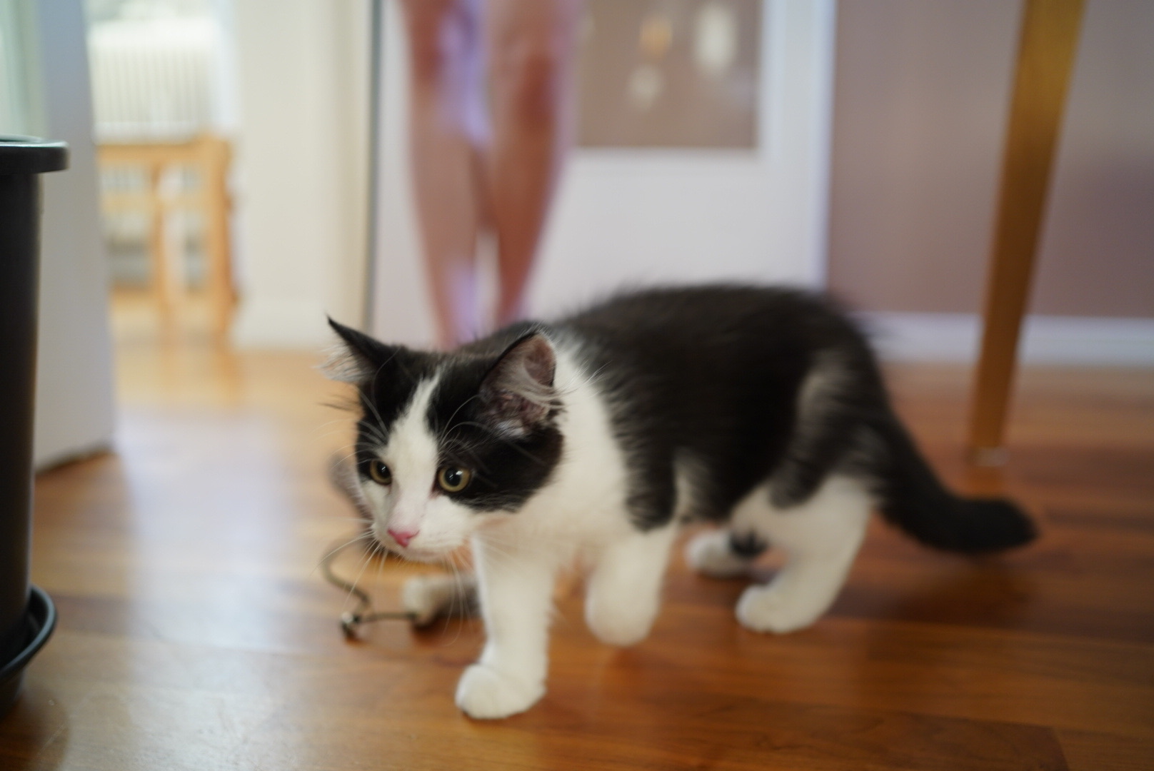Sibirisk kattunge Gliese