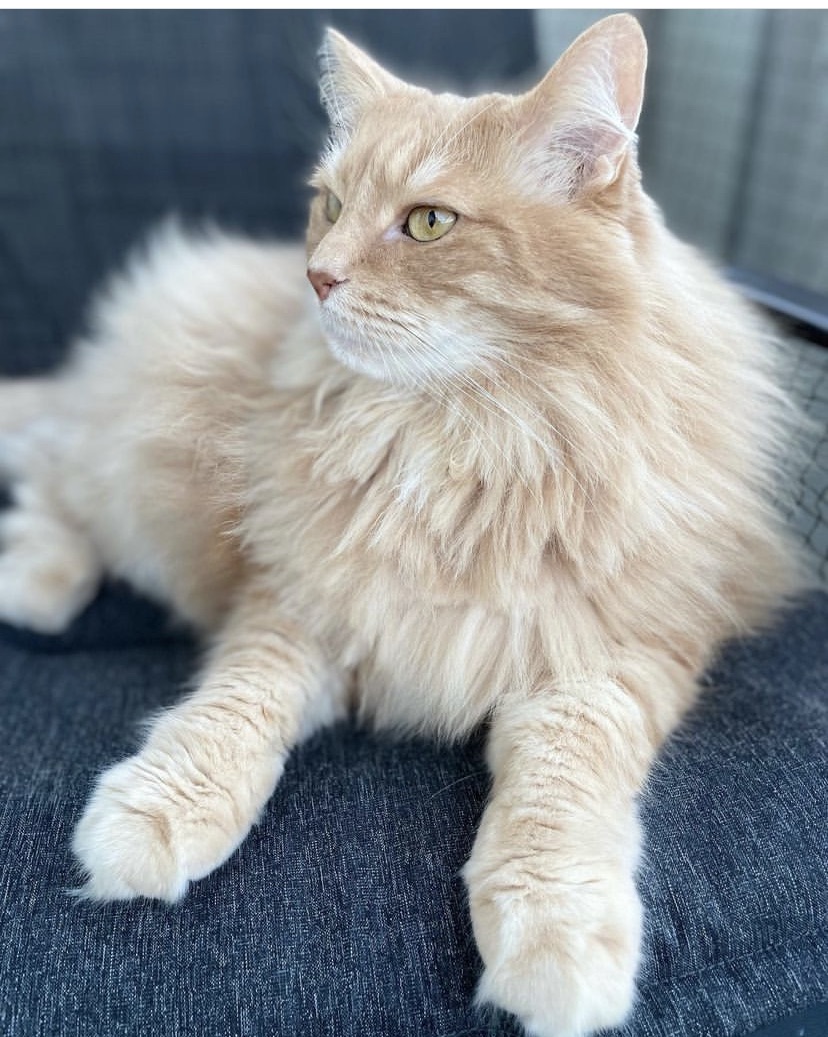 Sibirisk katt Remus