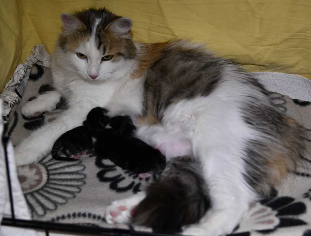 Sibiriska kattungar J-kull