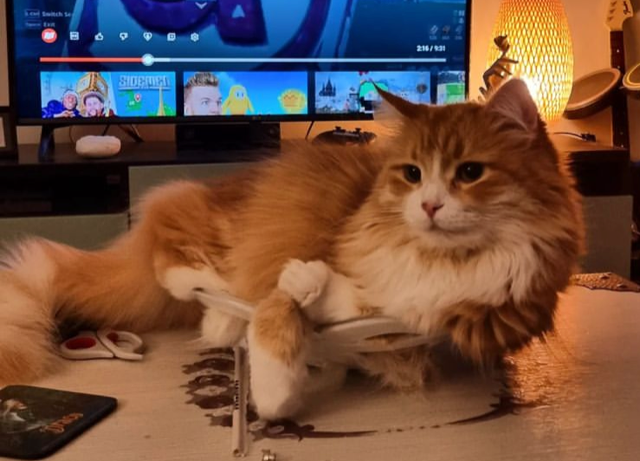 Sibiririsk katt Gryphon