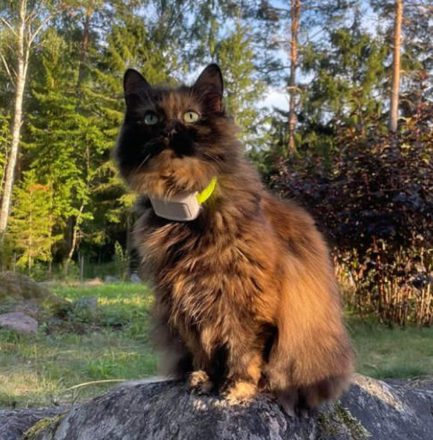 Sibirisk katt Kathleen