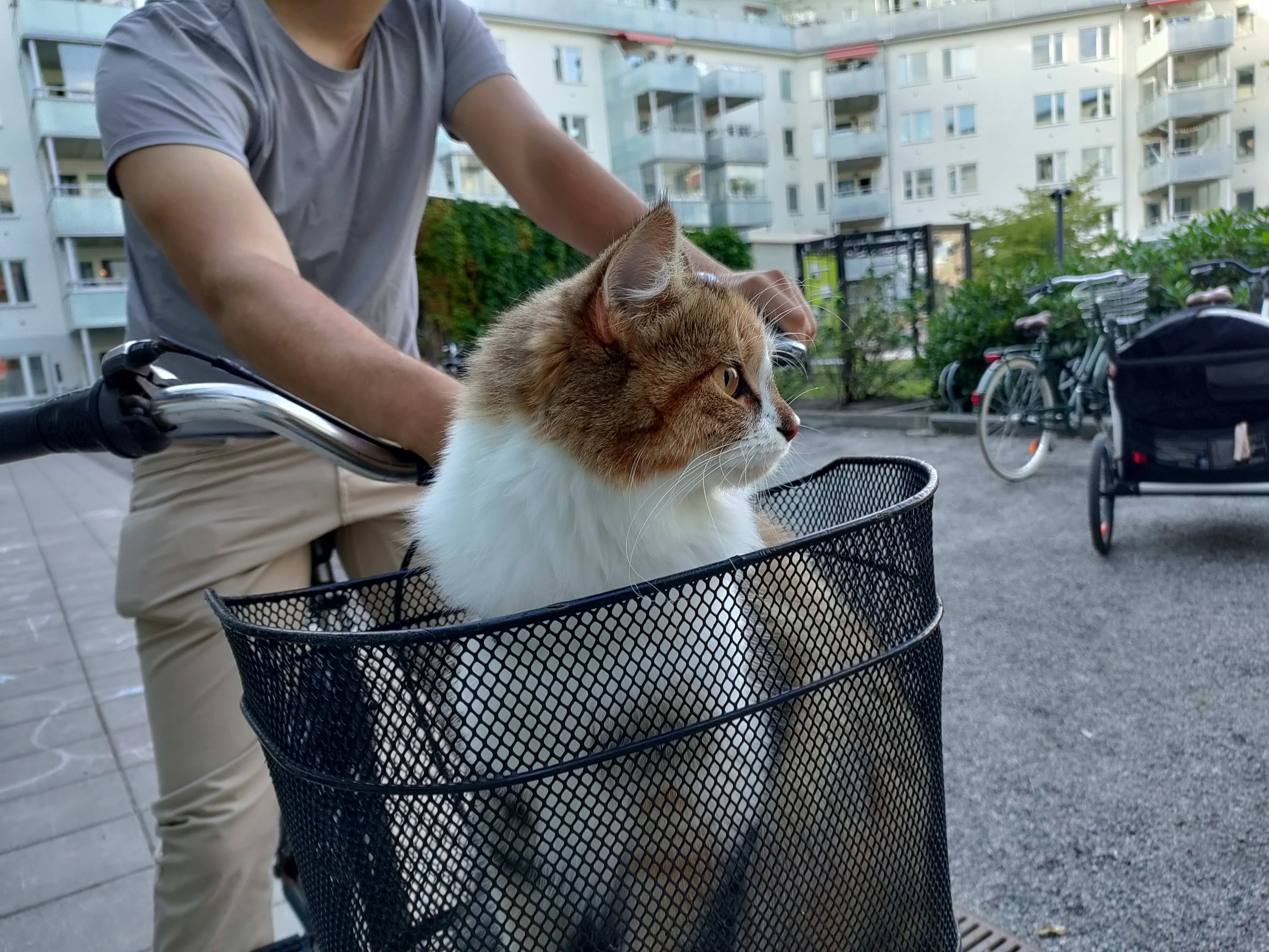Sibirisk katt Ebella